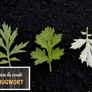 May include: Three mugwort leaves on a black background. The leaves are different shades of green and white. The text "viva la seeds MUGWORT" is on a wooden background.