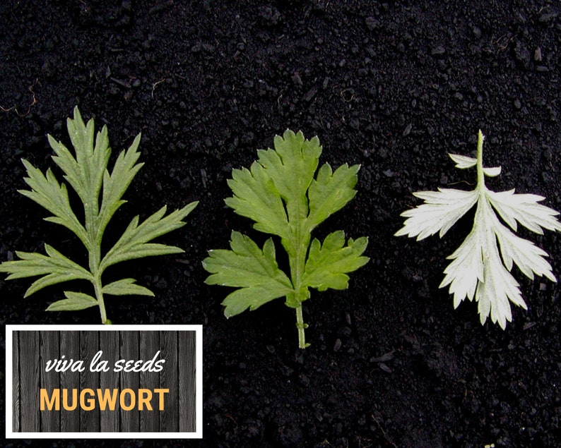 May include: Three mugwort leaves on a black background. The leaves are different shades of green and white. The text "viva la seeds MUGWORT" is on a wooden background.