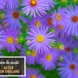 Peut inclure: Gros plan sur des fleurs d'Aster de la Nouvelle-Angleterre, avec des p&eacute;tales violets et des centres jaunes. L'image comprend une enseigne avec le texte "viva la seeds" et "ASTER NEW ENGLAND".