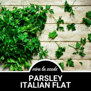 Parsley, Italian Flat Leaf | 200 Seeds | Culinary Herb | Non-GMO | Petroselinum crispum