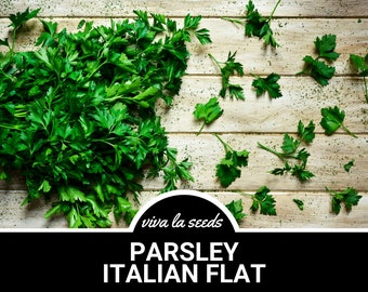 Parsley, Italian Flat Leaf | 200 Seeds | Culinary Herb | Non-GMO | Petroselinum crispum