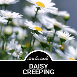 Daisy, Creeping | 100 Seeds | Heirloom Flower | White Blooms | Low Growing Flowers | Chrysanthemum paludosum