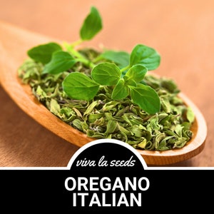 Oregano, Italian | 200 Seeds | Medicinal Herb | Culinary Spice | Heirloom | Non-GMO | Origanum vulgare hirtum