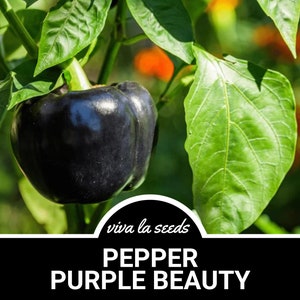 Pepper, Purple Beauty | 30 Seeds | Easy to Grow | Heirloom | NonGMO | Capscium annuum