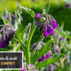 May include: Purple comfrey flowers blooming on a green plant. The plant has large, green leaves. The text "viva la seeds COMFREY" is on a wooden background.