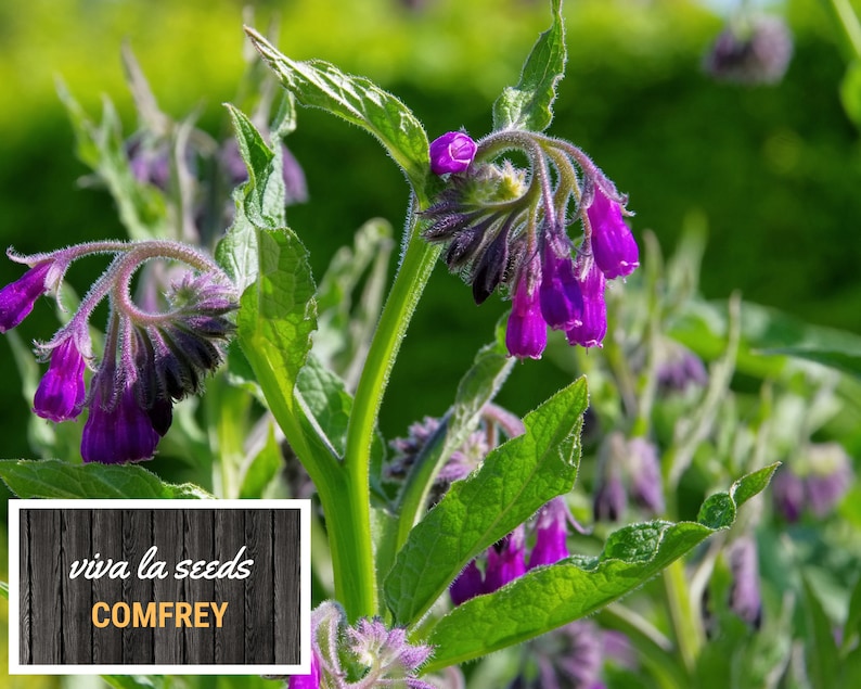 May include: Purple comfrey flowers blooming on a green plant. The plant has large, green leaves. The text "viva la seeds COMFREY" is on a wooden background.