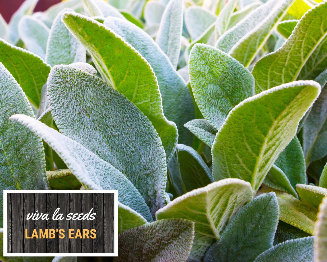 Lamb's Ears 50 Seeds Medicinal Herb Non GMO Etsy
