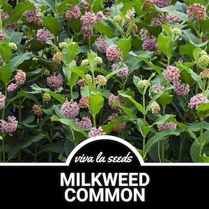 Milkweed, Common | 50 Seeds | Butterfly Garden Favorite | Non GMO | Asclepias syriaca