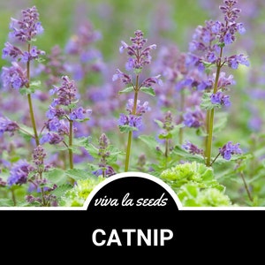 Catnip | 250 Seeds | Medicinal & Culinary Herb | Non GMO | Nepeta cataria