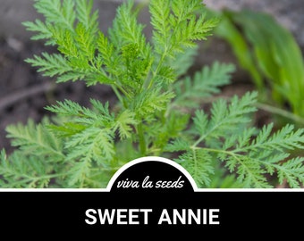 Sweet Annie | 50 Seeds | Medicinal Herb | Non GMO | Artemisia annua