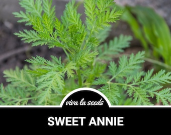 Sweet Annie | 50 Seeds | Medicinal Herb | Non GMO | Artemisia annua