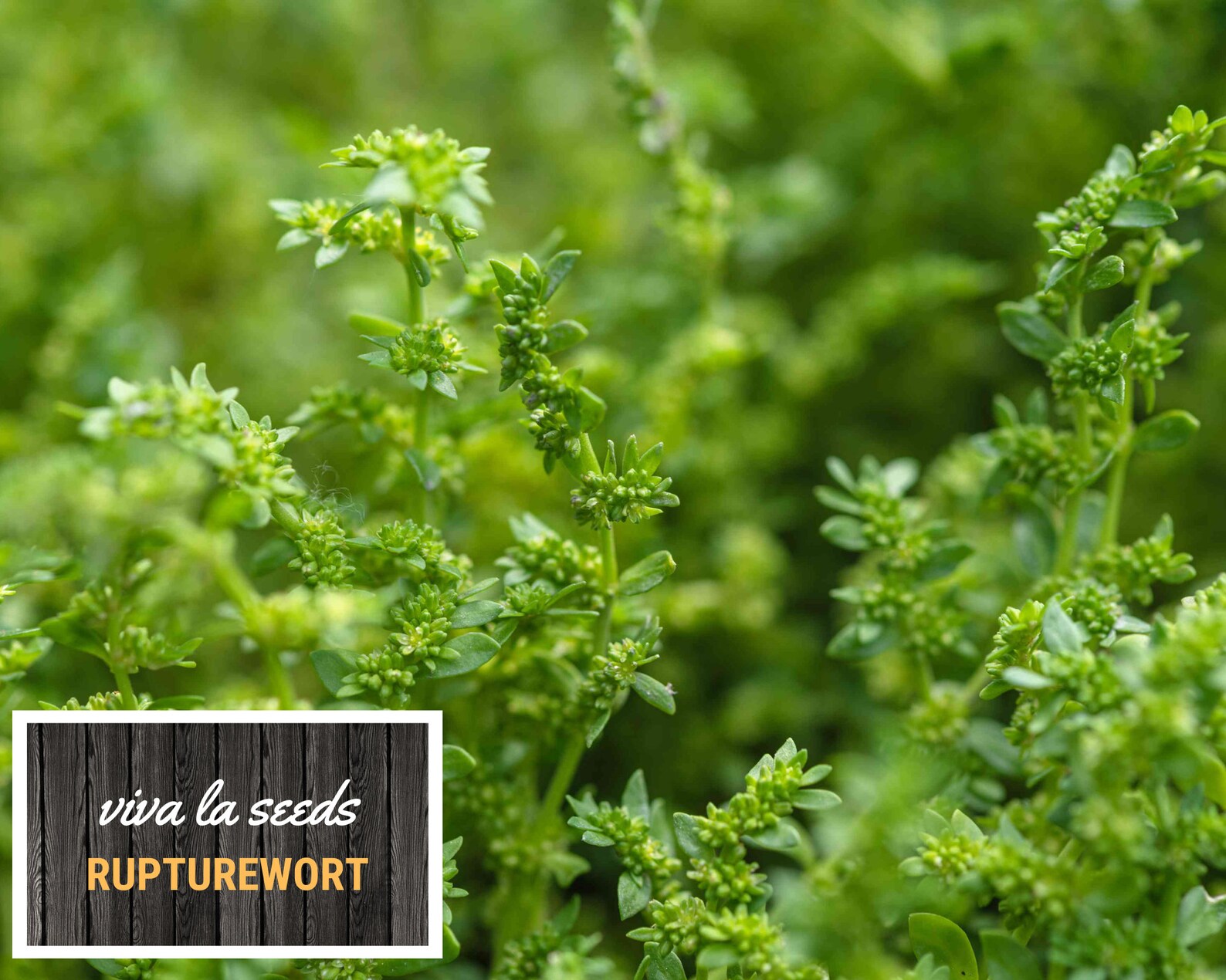 Rupturewort green Carpet 100 Seeds Medicinal Edible Ground Cover Non