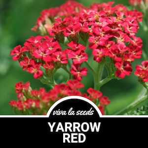 Yarrow, Red | 100 Seeds | Heirloom Medicinal Herb | Non GMO | Achillea millefolium