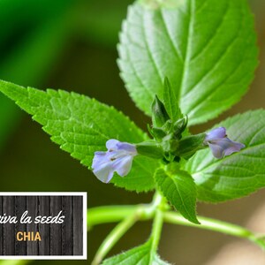 May include: Close-up of a chia plant with small, light purple flowers and green leaves. The plant is growing in a garden setting. The text "viva la seeds CHIA" is visible in the lower left corner of the image.