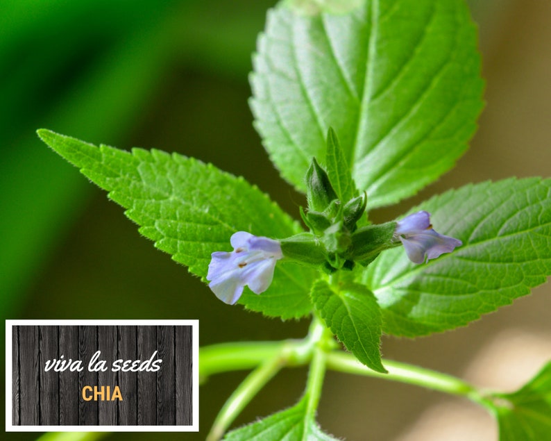 May include: Close-up of a chia plant with small, light purple flowers and green leaves. The plant is growing in a garden setting. The text "viva la seeds CHIA" is visible in the lower left corner of the image.