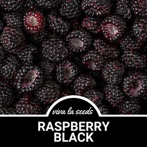 Raspberry, Black | 30 Seeds | Heirloom | Non-GMO | Rubus occidentalis