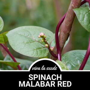 Puede incluir: Primer plano de una planta de espinacas de Malabar con tallos rojos vibrantes y hojas verdes. La planta tiene peque&ntilde;os capullos rosados y el texto "viva la seeds SPINACH MALABAR RED" es visible en la parte inferior de la imagen.