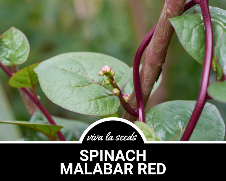 Puede incluir: Primer plano de una planta de espinacas de Malabar con tallos rojos vibrantes y hojas verdes. La planta tiene peque&ntilde;os capullos rosados y el texto "viva la seeds SPINACH MALABAR RED" es visible en la parte inferior de la imagen.