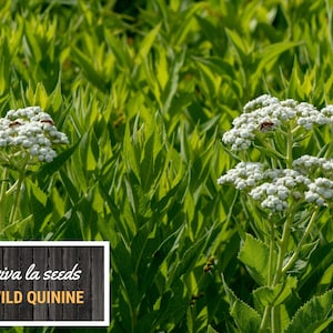 May include: A close-up of white wild quinine flowers blooming in a field of green foliage. The flowers are clustered together in small, round bunches. The text "viva la seeds WILD QUININE" is displayed on a wooden sign.