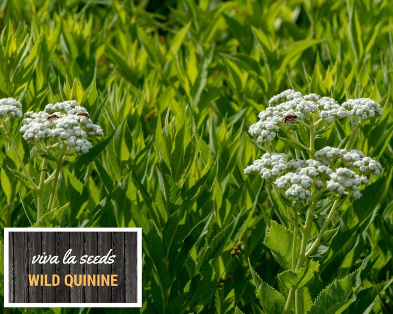 May include: A close-up of white wild quinine flowers blooming in a field of green foliage. The flowers are clustered together in small, round bunches. The text "viva la seeds WILD QUININE" is displayed on a wooden sign.