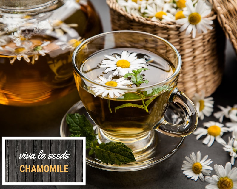 Tea Garden Seed Collection 6 Essential Tea Herb Seeds 20 Etsy