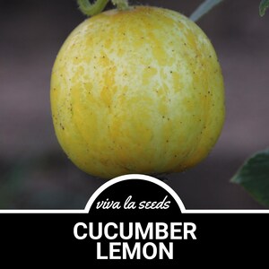 Cucumber, Lemon | 30 Seeds | Heirloom Vegetable | Round Fruits |Open Pollinated | Non-GMO | Cucumis sativus