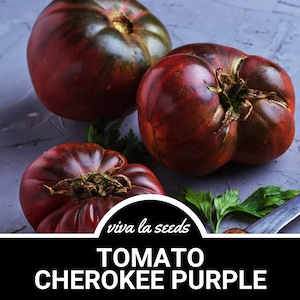 Tomato, Cherokee Purple | 50 Seeds | Heirloom Vegetable | Indeterminate | Beefsteak | Solanum lycopersicum