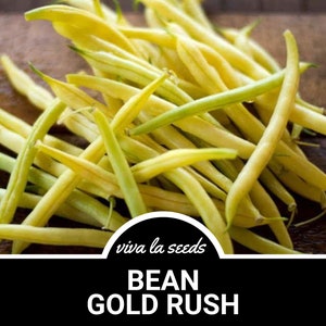 Bean, Gold Rush | 30 Seeds | Heirloom Vegetable | Bush Bean | Snap Wax Bean | Open Pollinated | Non-GMO | Phaseolus vulgaris
