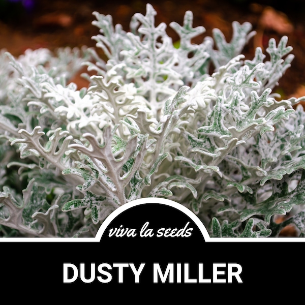 Dusty Miller | 200 Seeds | Heirloom Annual Flower | Classic Landscaping Plant | Easy to Grow | Cineraria maritima