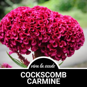 May include: A vibrant crimson cockscomb flower, also known as Celosia, with a unique, ruffled texture. The flower is in full bloom, showcasing its bright, rich color.