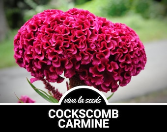 May include: A vibrant crimson cockscomb flower, also known as Celosia, with a unique, ruffled texture. The flower is in full bloom, showcasing its bright, rich colour.
