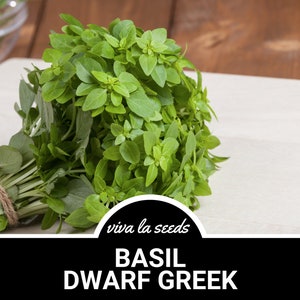 K&ouml;nnte beinhalten: Ein Bund frisches gr&uuml;nes Basilikum, mit einer Schnur zusammengebunden, mit der Aufschrift "viva la seeds BASIL DWARF GREEK" auf einer wei&szlig;en Holzoberfl&auml;che.