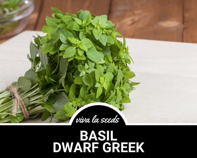 K&ouml;nnte beinhalten: Ein Bund frisches gr&uuml;nes Basilikum, mit einer Schnur zusammengebunden, mit der Aufschrift "viva la seeds BASIL DWARF GREEK" auf einer wei&szlig;en Holzoberfl&auml;che.