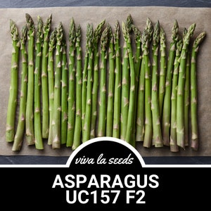 Asparagus, UC157 F2 | 25 Seeds | Hybrid Vegetable | Most Popular Asparagus in the World | Non-GMO | Asparagus officinalis