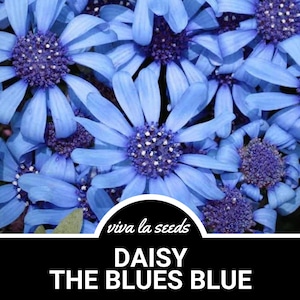 Daisy, The Blues Blue | 50 Seeds | Heirloom Flower | Non GMO | Felicia heterophylla