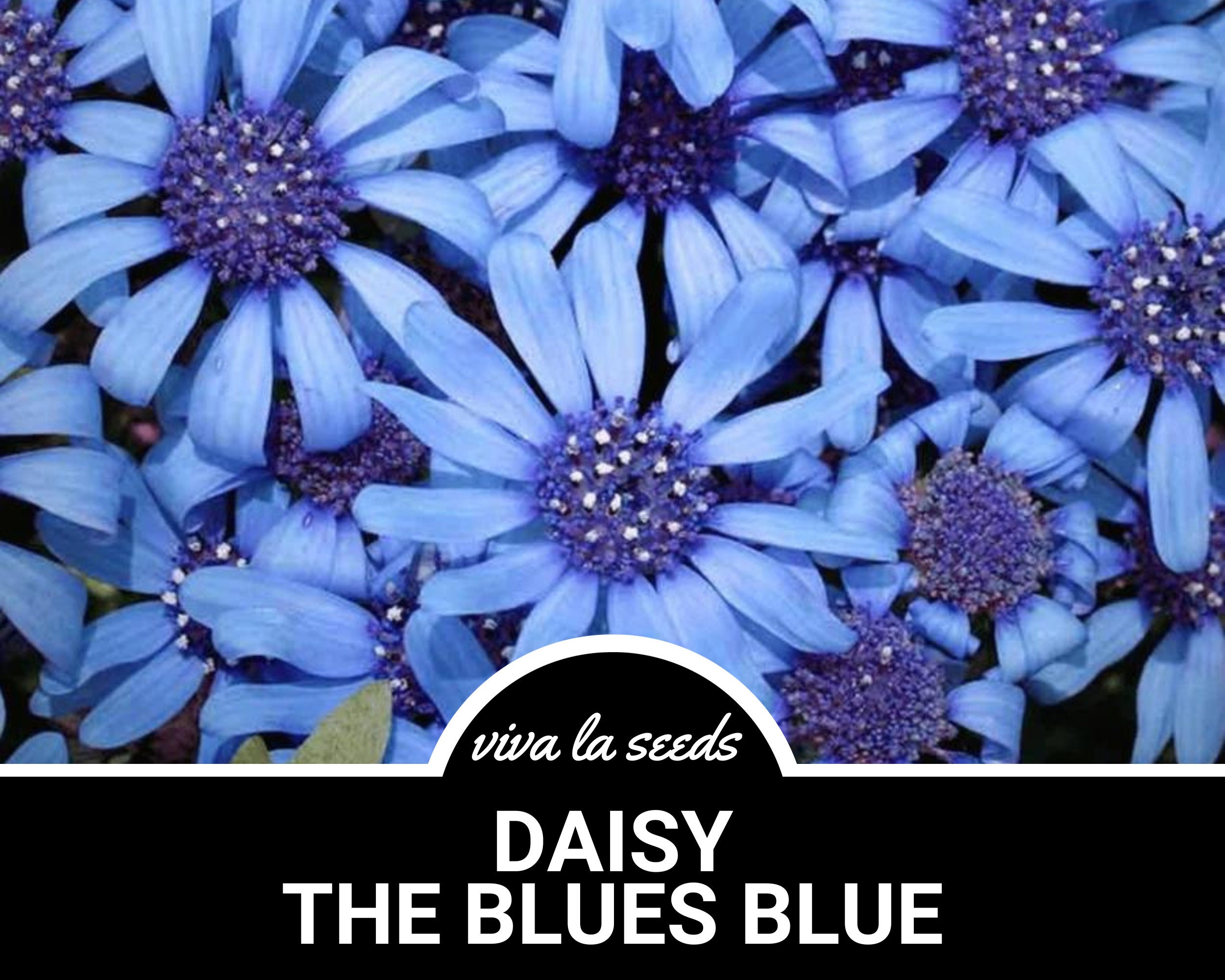 Daisy, The Blues Blue | 50 Seeds | Heirloom Flower | Non GMO | Felicia heterophylla