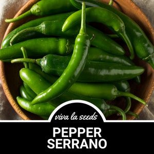 May include: A bowl of fresh green Serrano peppers. The peppers are arranged in a pile, with some of the stems visible. The bowl is made of wood and has a natural finish. The text "viva la seeds" and "PEPPER SERRANO" is visible at the bottom of the image.