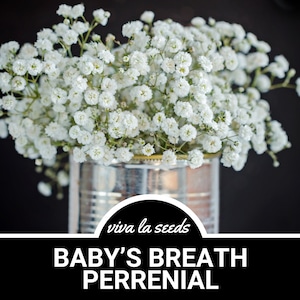 May include: A bouquet of white Baby's Breath flowers in a silver tin can. The flowers are densely packed, creating a full, textured appearance. The image includes the text "viva la seeds" and "BABY'S BREATH PERRENIAL" in white on a black background.