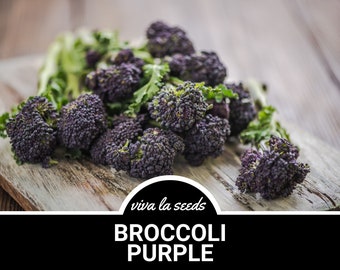 Broccoli, Purple Sprouting | 100 Seeds | | Heirloom | Non-GMO | Brasssica oleracea
