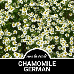 Chamomile, German | 200 Seeds | Medicinal | Culinary Herb | Non GMO | Matricaria Recutita