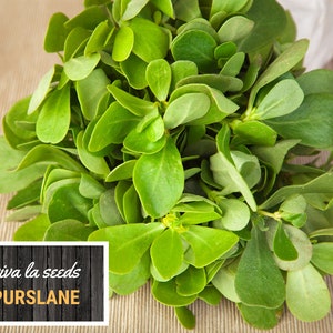 May include: A bunch of fresh green purslane leaves. The leaves are arranged in a bouquet shape and have a vibrant green color. The text "viva la seeds Purslane" is visible on a wooden sign in the lower left corner of the image.