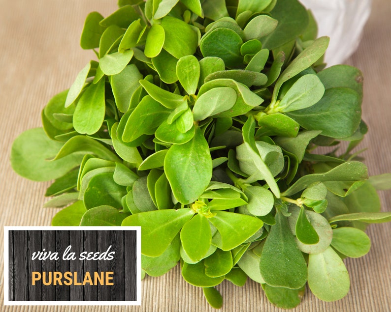 May include: A bunch of fresh green purslane leaves. The leaves are arranged in a bouquet shape and have a vibrant green color. The text "viva la seeds Purslane" is visible on a wooden sign in the lower left corner of the image.