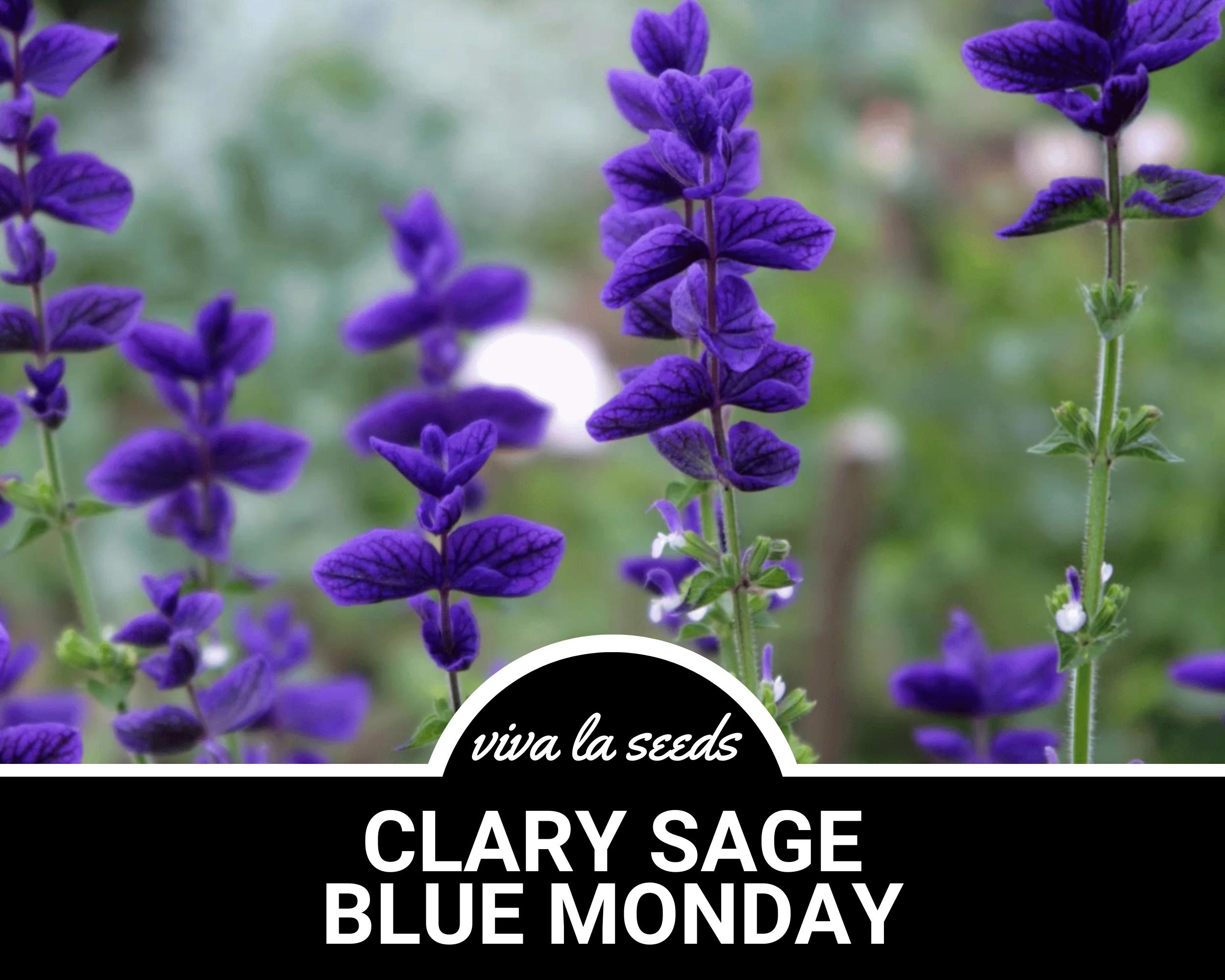 thumbnail image 2 of 100 "Blue Monday" Clary Sage / Blue Monday Salvia Flower Seeds - New Hill Farms 2 of 10