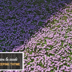 May include: A close-up image of a patch of creeping thyme in bloom. The flowers are a light purple color and the plant is growing in a dense, ground-covering manner. The text "viva la seeds CREEPING THYME" is displayed on a wooden background.