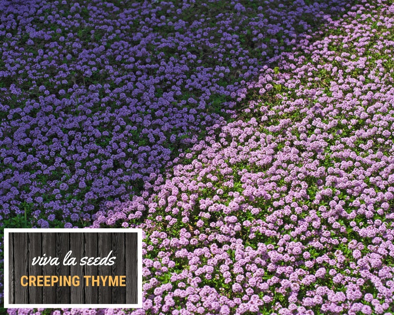 May include: A close-up image of a patch of creeping thyme in bloom. The flowers are a light purple color and the plant is growing in a dense, ground-covering manner. The text "viva la seeds CREEPING THYME" is displayed on a wooden background.