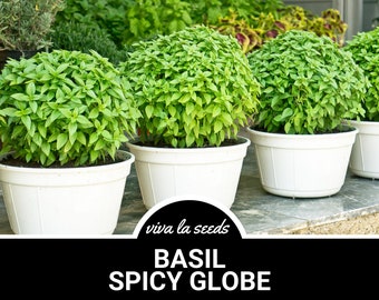 Op de afbeelding: Drie potten met basilicumplanten, met het label "Basil Spicy Globe" en "viva la seeds", met groene bladeren en witte potten.