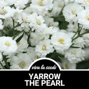 Yarrow, The Pearl | 100 Seeds | Heirloom Medicinal Herb | Double White Blooms | Cut Flowers | Achillea ptarmica