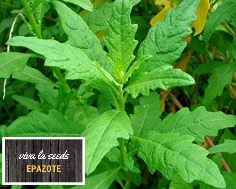Epazote | 25 Seeds | Medicinal & Culinary Herb | Heirloom | Non-gmo ...