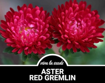 Aster, Gremlin Red | 50 Seeds | Heirloom Flower | Tall Double Blooms | Easy to Grow | Callistephus gremlin