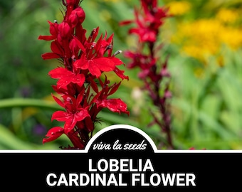 Lobelia, Cardinal Flower | 250 Seeds | Heirloom | Lobelia cardinalis